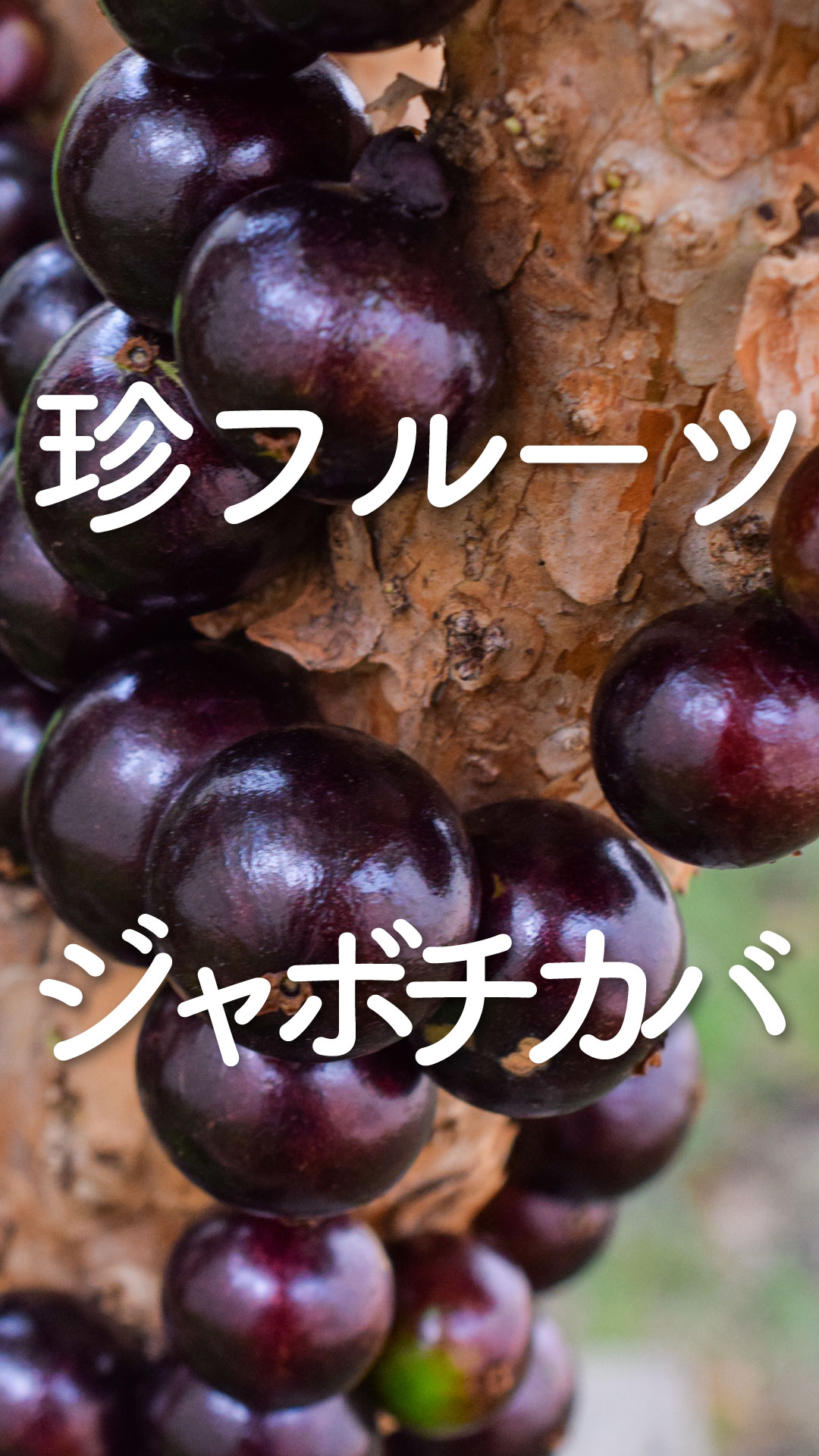 Amazon.co.jp: ITANSE ジャボチカバ 4.5号ポット 品種で選べる